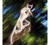 Wildlife Photographer of the Year Leaping Lemur Blank Greeting Card with Envelope