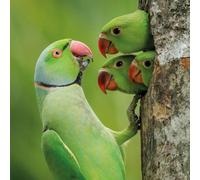 Wildlife Photographer of the Year Lockdown Chicks Blank Greeting Card with Envelope