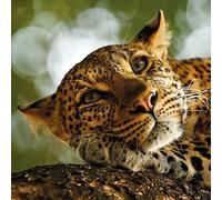 Wildlife Photographer of the Year Lounging Leopard Blank Greeting Card with Envelope