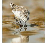 Wildlife Photographer of the Year Spoon-feeding Blank Greeting Card with Envelope