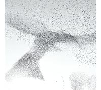 Wildlife Photographer of the Year Starling Murmuration Blank Greeting Card Envelope