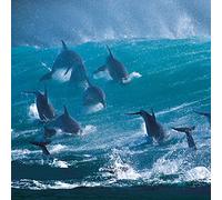 Wildlife Photographer of the Year Surfing Delight Blank Greeting Card with Envelope