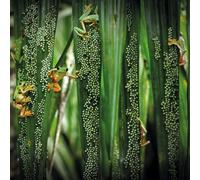 Wildlife Photographer of the Year Treefrog Pool Party Blank Greeting Card with Envelope