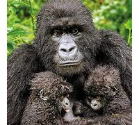 Wildlife Photographer of the Year Twin Hope Blank Greeting Card with Envelope