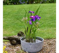 Wildlife Pond Plant Mix - Dragonflies Damselflies Insects Thrive - 1 Pond Kit By Thompson & Morgan