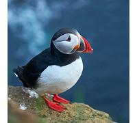 Wildlife Puffin Greeting Card - Square