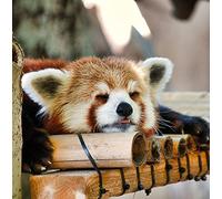 Wildlife Red Panda Greeting Card Square - Gift Idea Special Occasion Blank Inside with Envelope Premium Unique Design Animal Cute Illustrated Quality Included UK Designed