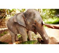 Wildlife Rehabilitation