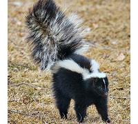 Wildlife Skunk Greeting Card Square - Gift Idea Special Occasion Blank Inside with Envelope Premium Unique Design Quality Included UK Designed Thoughtful