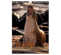 Wildlife - The wildlife of the Galapagos Islands UK-Version (Wall Calendar 2026 DIN A4 Portrait), CALVENDO 12 Month Wall Calendar