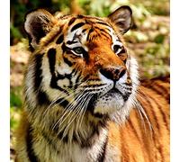 Wildlife Tiger Greeting Card Square - Gift Idea Special Occasion Blank Inside with Envelope Premium Unique Design Animal Cute Illustrated Quality Included UK Designed Thoughtful