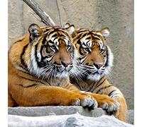 Wildlife Tiger Greeting Card Square - Gift Idea Special Occasion Blank Inside with Envelope Premium Unique Design Animal Cute Illustrated Quality Included UK Designed Thoughtful
