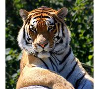 Wildlife Tiger Greeting Card Square - Gift Idea Special Occasion Blank Inside with Envelope Premium Unique Design Animal Cute Illustrated Quality Included UK Designed Thoughtful