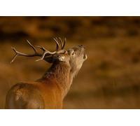 Wildlife Tours in Pairc Isle of Lewis with Scenery