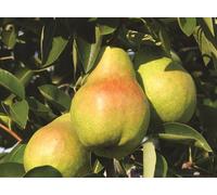 Williams Pear Fruit Tree 100-120Cm Bare Root Tree By Direct Plants