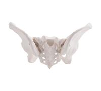 Willoghsa Life Size Female Pelvis Model, Hip Model - Female Anatomy Model, Hip Bone Pelvic Model Female Anatomical Model