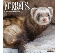 Willow Creek Press, Ferrets 2026 Wall Calendar, 12'' X 12'', 18-Month Calendar with Stapled Binding