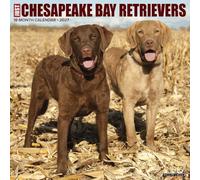 Willow Creek Press, Just Chesapeake Bay Retrievers 2027 Wall Calendar