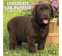 Willow Creek Press, Just Chocolate Puppies 2027 Wall Calendar