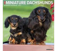 Willow Creek Press, Just Miniature Dachshunds 2027 Wall Calendar
