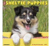 Willow Creek Press, Just Sheltie Puppies 2027 Wall Calendar