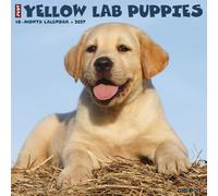 Willow Creek Press, Just Yellow Lab Puppies 2027 Wall Calendar