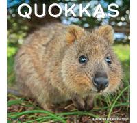 Willow Creek Press, Quokkas 2026 Wall Calendar, 12'' X 12'', 18-Month Calendar with Stapled Binding