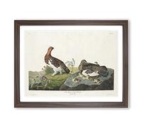 Willow Grouse By John James Audubon Vintage Framed Print | A2 Walnut Framed Wall Art | Ready to Hang | Classic Nature Picture | Living Room Bedroom Lounge Office