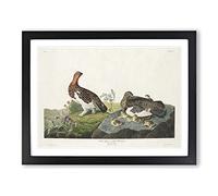 Willow Grouse By John James Audubon Vintage Framed Print | A4 Black Framed Wall Art | Ready to Hang | Classic Nature Picture | Living Room Bedroom Lounge Office