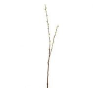 Willow Stem Light Brown And White