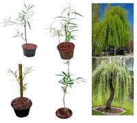 Willow Tree in Pot | 30-120cm Tall | Healthy UK Grown Sapling | Fast-Growing Ornamental Tree (40cm / 15.7"inch)