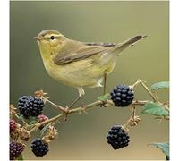 Willow Warbler Greeting Sound Card By Really Wild Cards