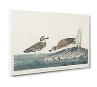 Wilsons Plover Birds By John James Audubon Canvas Print | Gallery Wrapped 30mm Frame Wall Art | 24x16 inches | Ready to Hang | Retro Bird Picture | Living Room Bedroom Lounge Office