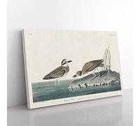 Wilsons Plover Birds By John James Audubon Vintage Canvas Wall Art Print Ready to Hang, Framed Picture for Living Room Bedroom Home Office Décor, 60x40 cm (24x16 Inch)