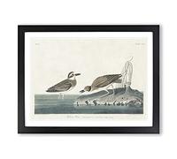 Wilsons Plover Birds By John James Audubon Vintage Framed Print | A2 Black Framed Wall Art | Ready to Hang | Classic Nature Picture | Living Room Bedroom Lounge Office