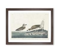 Wilsons Plover Birds By John James Audubon Vintage Framed Print | A2 Walnut Framed Wall Art | Ready to Hang | Classic Nature Picture | Living Room Bedroom Lounge Office