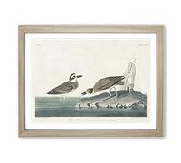 Wilsons Plover Birds By John James Audubon Vintage Framed Wall Art Print, Ready to Hang Picture for Living Room Bedroom Home Office Décor, Oak A3 (46 x 34 cm)