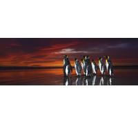 Wim van den Heever - King Penguins
