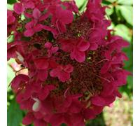 Wim's Red Outdoor Shrub Plant Hydrangea Paniculata Flowering Plants 2L Pot Plant Theory Green One Size