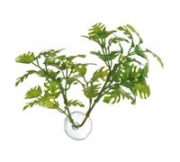 Window leaf plant for aquarium Zoomed Betta BP25