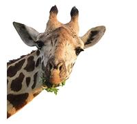 Window Sticker Static Adhesive Funny Giraffe - DIN A3 - Children's Room Decoration Motif Africa Decorative Window Sticker Animals Self-Adhesive - dv1138