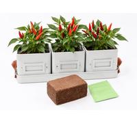 Windowsill Herb Pots Set on Tray (Dove Grey, Compete Set with Chillies) | 3 Square Steel Pots, 10.5 cm, with Leather Effect Handles