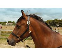 Windsor Equestrian Horses Leather Headcollar