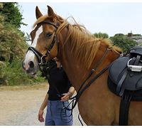 Windsor Equestrian Leather Bridle With Flash Noseband - Shetland - Havana Brown