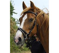 Windsor Leather Bridle With Flash Noseband (Black, Cob)