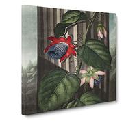 Winged Passion Flower by Robert John Thornton Canvas Print | Gallery Wrapped 30mm Frame Wall Art | 20x20 inches | Ready to Hang | Retro Floral Picture | Living Room Bedroom Lounge Office