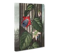 Winged Passion Flower By Robert John Thornton Vintage Canvas Wall Art Print Ready to Hang, Framed Picture for Living Room Bedroom Home Office Décor, 20x14 Inch (50x35 cm)