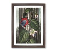 Winged Passion Flower By Robert John Thornton Vintage Framed Print | A4 Walnut Framed Wall Art | Ready to Hang | Classic Floral Picture | Living Room Bedroom Lounge Office