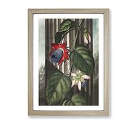 Winged Passion Flower By Robert John Thornton Vintage Framed Wall Art Print, Ready to Hang Picture for Living Room Bedroom Home Office Décor, Oak A2 (64 x 46 cm)