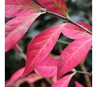 Winged Spindle Fire Bush Outdoor Shrub Plant Euonymus Alatus 2L Pot Plant Theory Green One Size